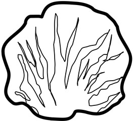 vegetable lettuce outline illustration