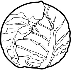 vegetable cabbage outline illustration