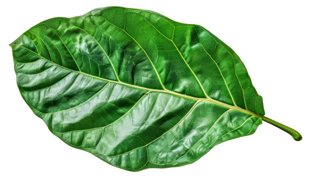 A leafy green leaf with veins and a stem - stock png.