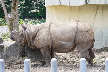 サイ