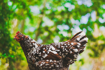 Speckled Sussex Chicken