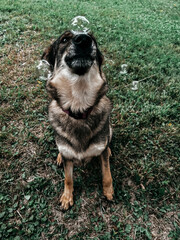 german shepherd dog with bubbles