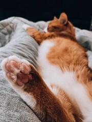 Obraz premium cat sleeping on a blanket