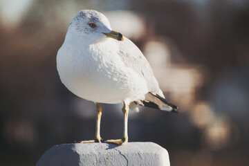 black headed gull