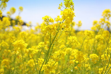 福岡県古賀市の筵内菜の花公園