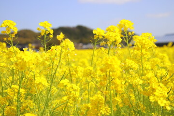 Obraz premium 福岡県古賀市の筵内菜の花公園