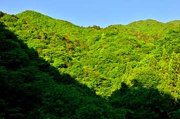 丹沢の丹沢山　緑深い山地にそそぐ朝日
