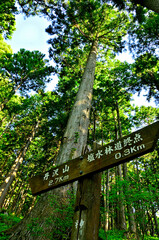 丹沢の丹沢山　堂平コース　森を通る登山道
