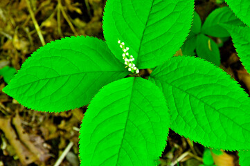 丹沢の丹沢山　フタリシズカ
