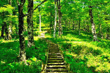 丹沢山地の丹沢山　天王寺尾根　ブナ林をぬける尾根道
