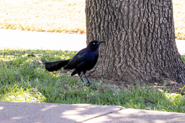 crow on the ground