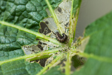 Photograph of caterpillar eating green leaves. Concept of wildlife and insects.