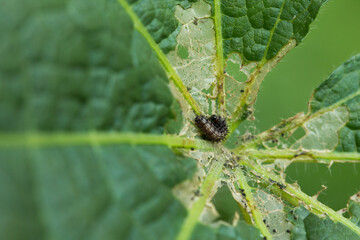 Photograph of caterpillar eating green leaves. Concept of wildlife and insects.