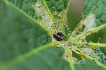 Photograph of caterpillar eating green leaves. Concept of wildlife and insects.