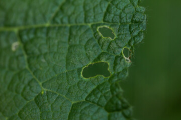 Photograph of green leaves bitten by a caterpillar. Concept of wildlife and insects.