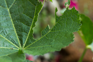 Photograph of green leaves bitten by a caterpillar. Concept of wildlife and insects.
