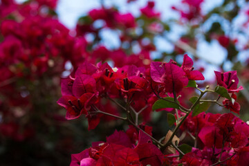 Photograph of red bougainvillea with light blue sky in the background.