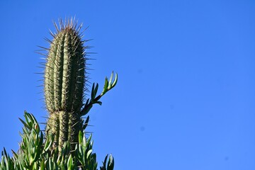 cactus with sky