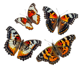 Four butterflies with orange and white wings, cut out - stock png.