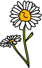 single flower white daisy 