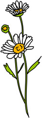 single flower white daisy 