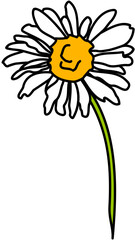 single flower white daisy 