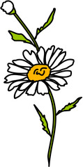 single flower white daisy 