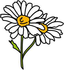 single flower white daisy 