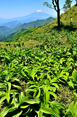 丹沢の丹沢山　オオバイケイソウの若葉に富士山の眺望

