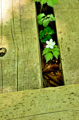 丹沢の丹沢山　木道の隙間に咲くツルシロカネソウ
