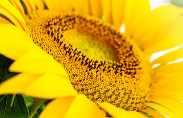 Close up sunflower,select focus and color toned.
