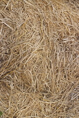 straw, dry straw texture background, vintage style for design.