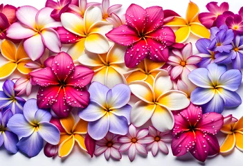 Foto auf Alu-Dibond Morning landscape view of wet plumeria daisy cosmos and periwinkle flowers © Spring of Sheba