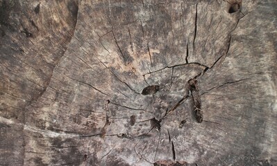 Close Up of Bark on Tree Stump. Old tree. many years old. carbon sink. close up of bark.macro...
