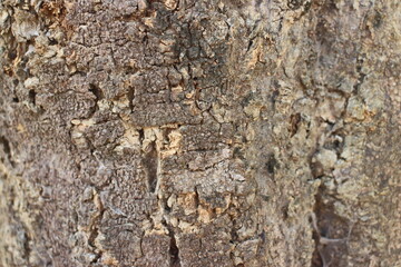 A close-up photo of tree bark. The bark is a dark brown color with a rough, textured surface.