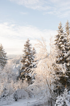 sunlight on fir trees covered in fresh snow