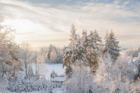 sunlight on fir trees covered in fresh snow