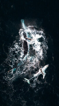 Humpback