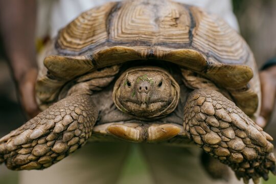 Tortoise 