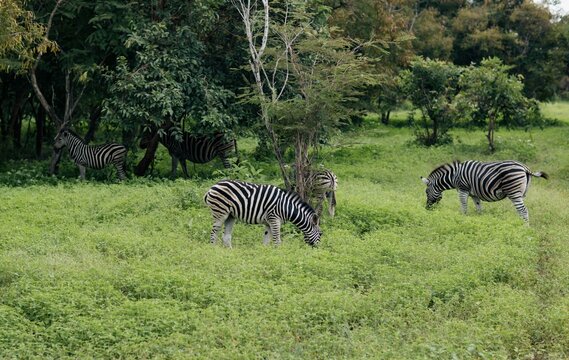 Zebras