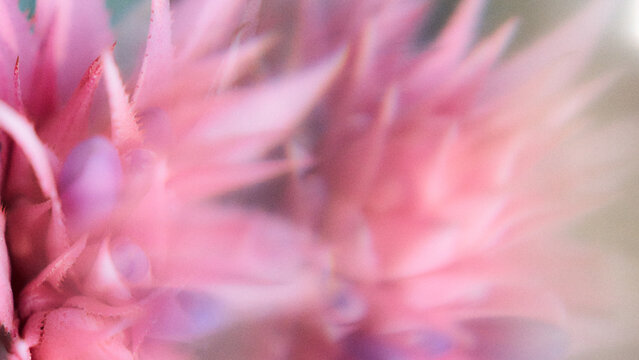 Presentation Backgrounds: Nature
