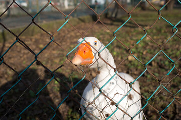 white goose behind the net