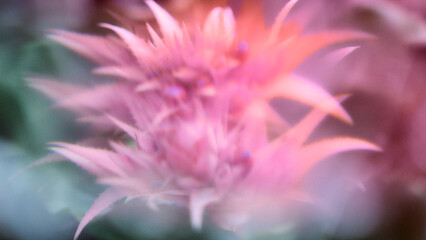 Presentation Backgrounds: Nature
