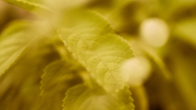Presentation Backgrounds: Nature
