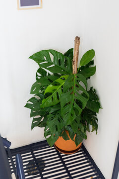 Large tropical philodendron plant in a clay pot 