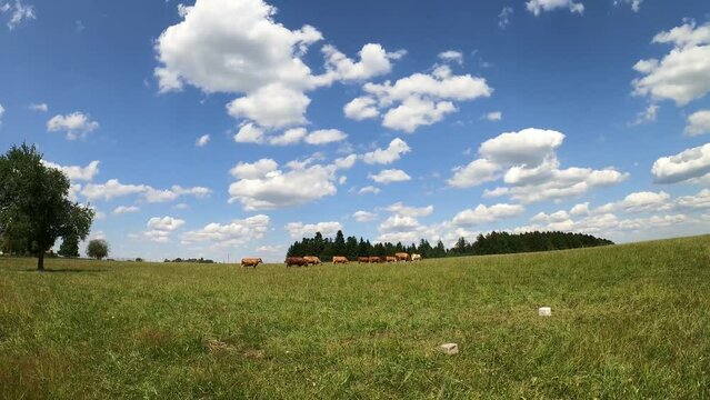 K&uuml;he auf der Wiese laufen am Horizont