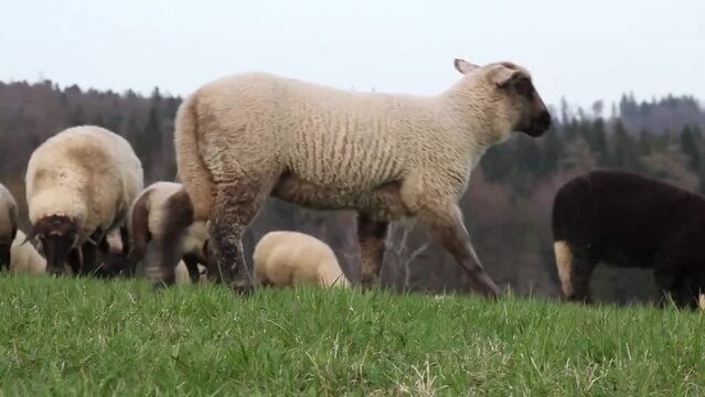 Schafe freiland auf einer Wiese