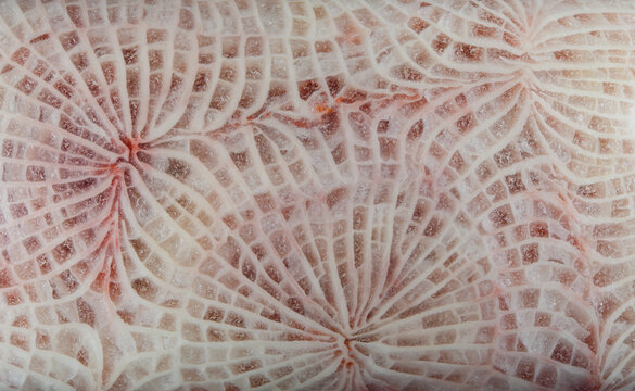 Agatized fossil coral jade jewelry bracelet feather like pattern