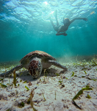 Diving With A Turtle.