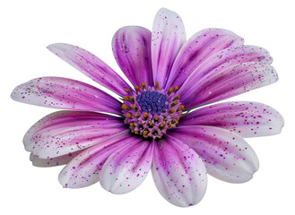 A single purple and white flower with a brown center, cut out - stock png. - Powered by Adobe